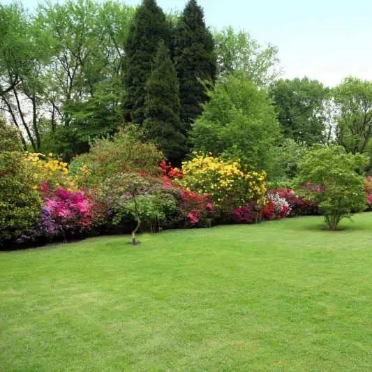 Four Seasons Evergreen Dwarf Grass Seeds | BUY 1 GET 1 FREE | ⭐️⭐️⭐️⭐️ 4.9/5 Reviews