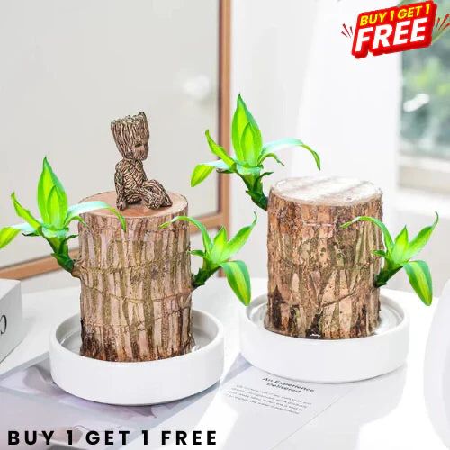 Brazilian Lucky Wood Plant (CERTIFIED ORIGINAL WITH Imported Certificate  ) ( BUY 1 GET 1 FREE )⭐️⭐️⭐️⭐️ 4.9/5 Reviews