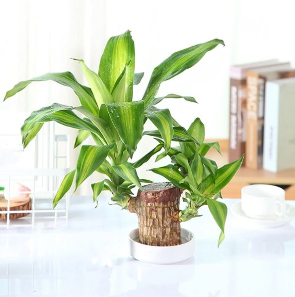 Brazilian Lucky Wood Plant (CERTIFIED ORIGINAL WITH Imported Certificate  ) ( BUY 1 GET 1 FREE )⭐️⭐️⭐️⭐️ 4.9/5 Reviews
